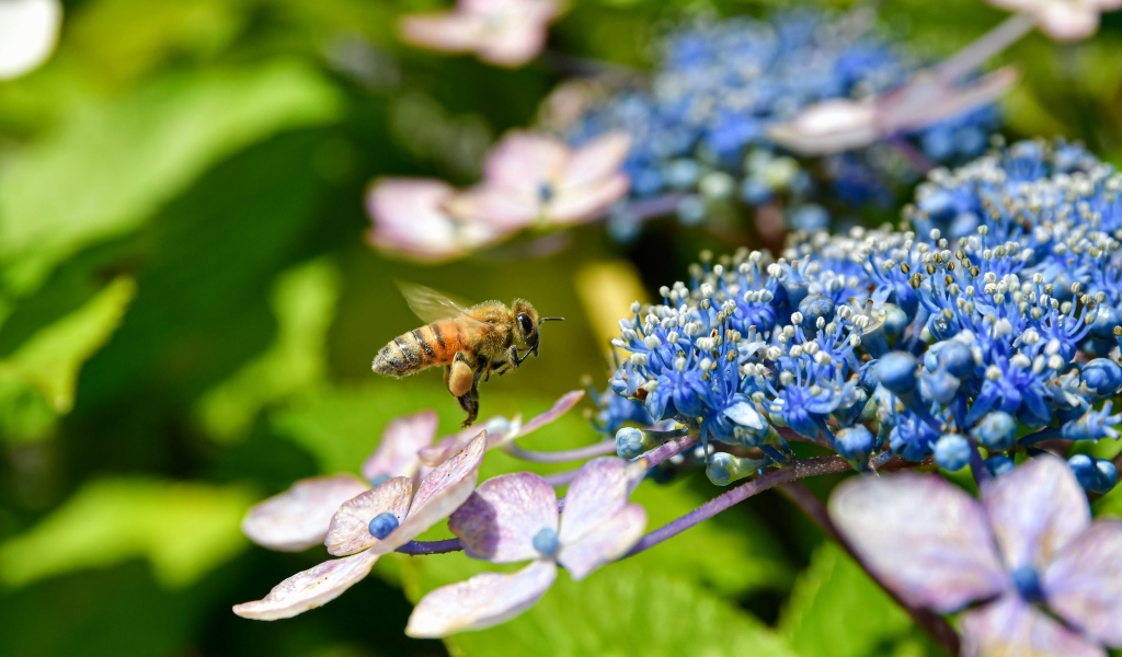 Пчела кружит у цветов гортензии