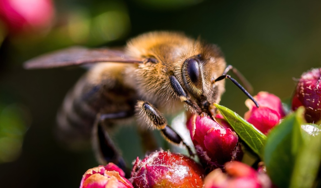 Пчела собирает нектар с красного цветка