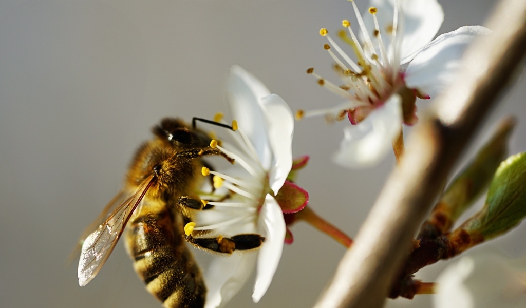Пчела собирает пыльцу с цветка вишни 