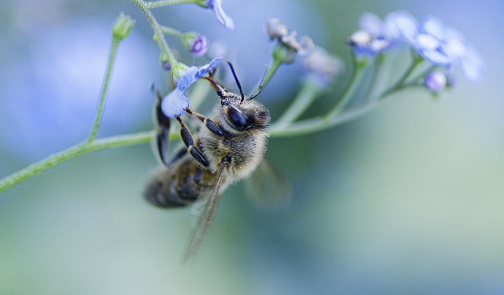 Пчела опыляет голубой цветок