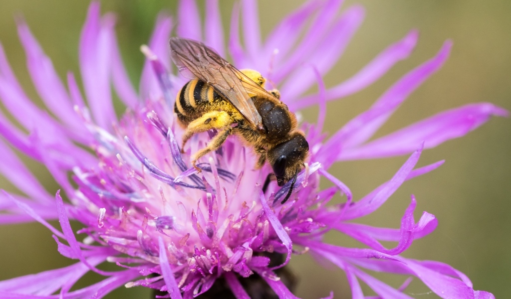 Пчела опыляет розовый цветок