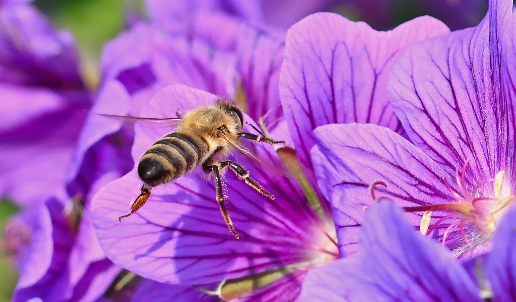 Пчела сидит на красивом сиреневом цветке