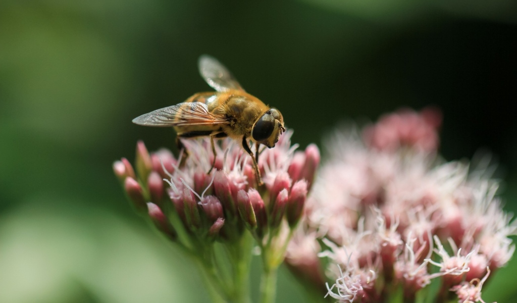 Пчела сидит на розовом цветке на зеленом фоне