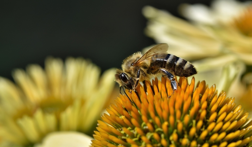 Пчела сидит на желтом медовом цветке