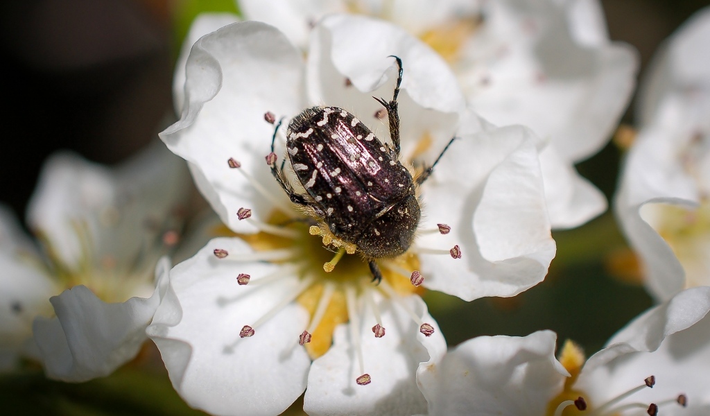 Жук сидит на цветке груши