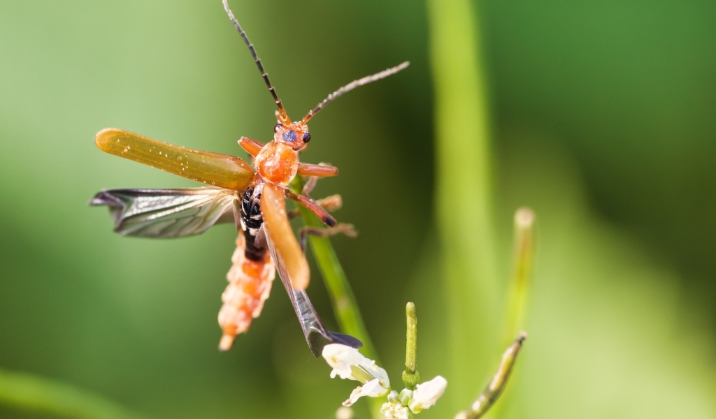 Жук взлетает с растения