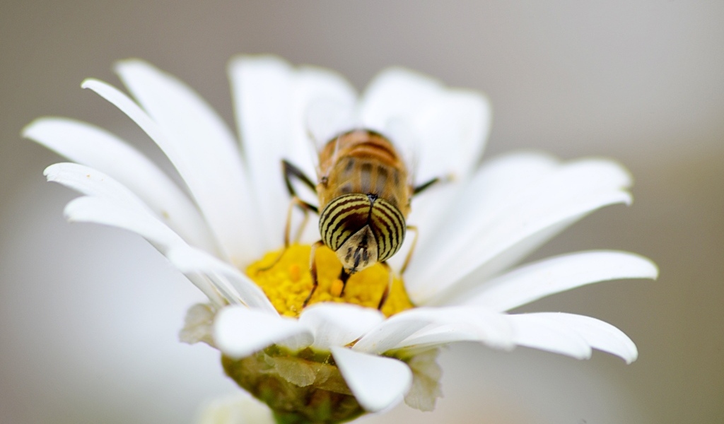 Большая муха сидит на цветке ромашки 