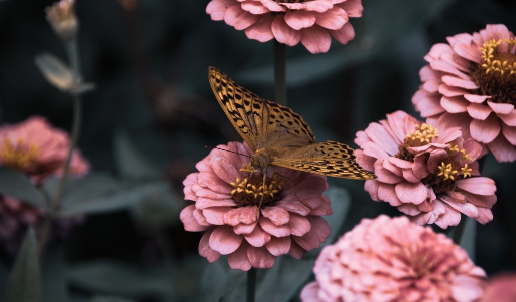 Коричневая бабочка сидит на розовом цветке циннии