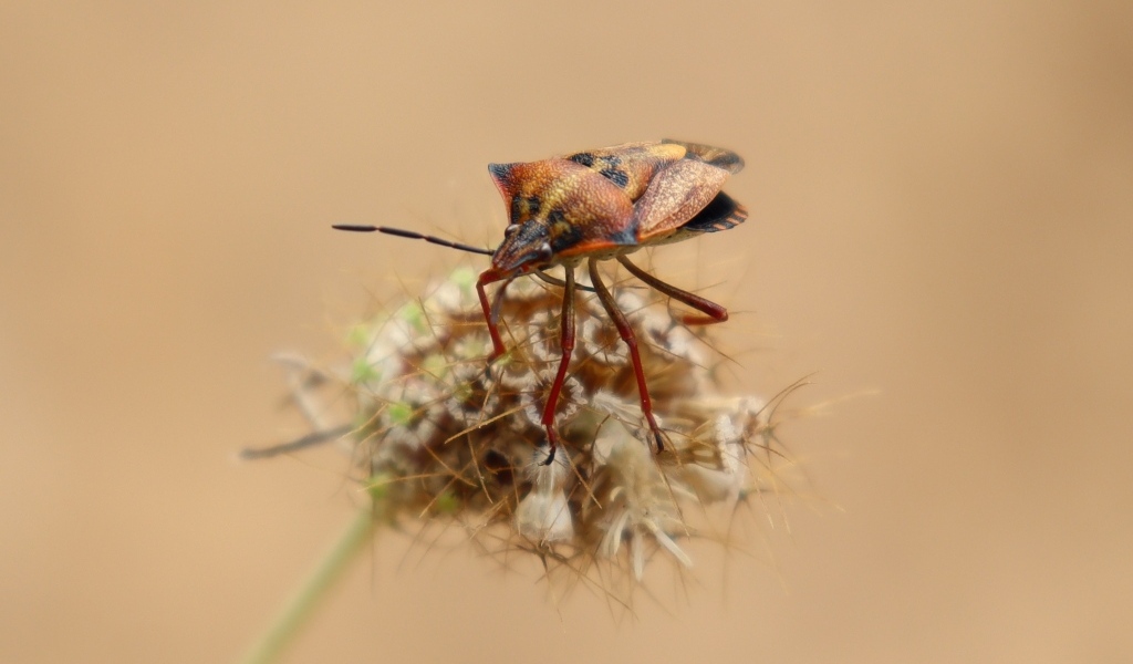 Клоп сидит на растении 