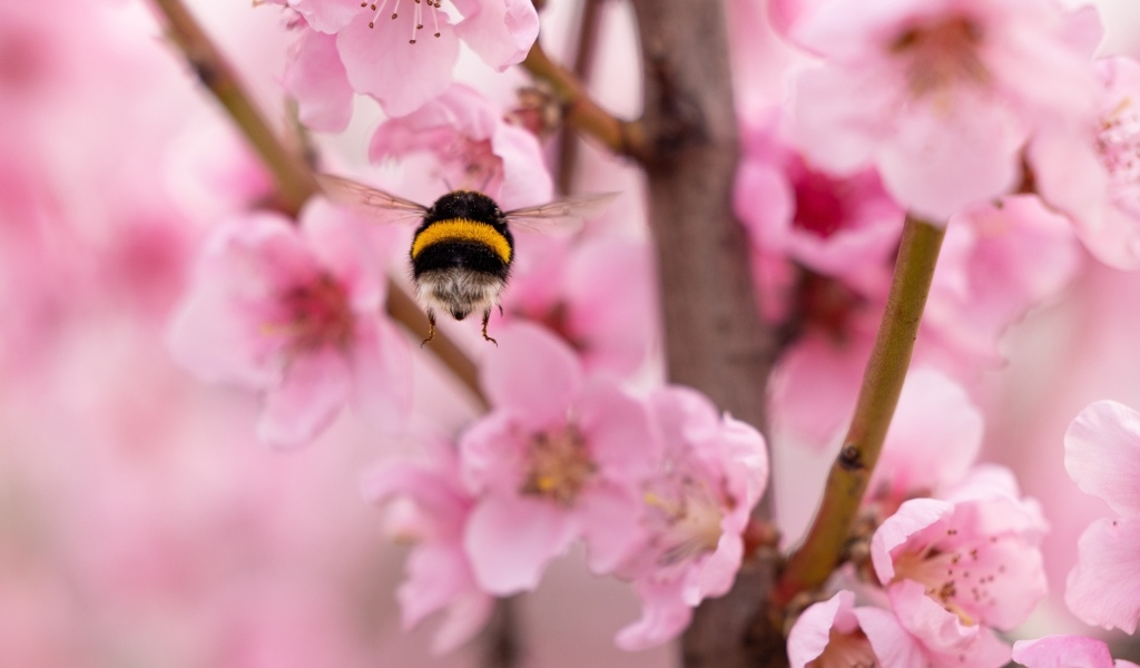 Шмель летит к розовым цветам весной