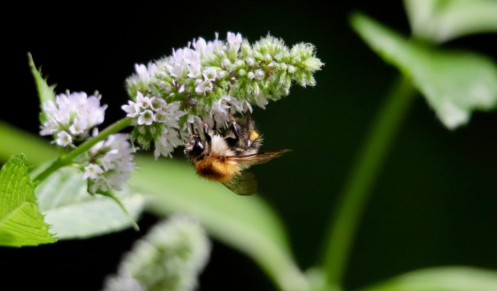Шмель сидит на цветке мяты