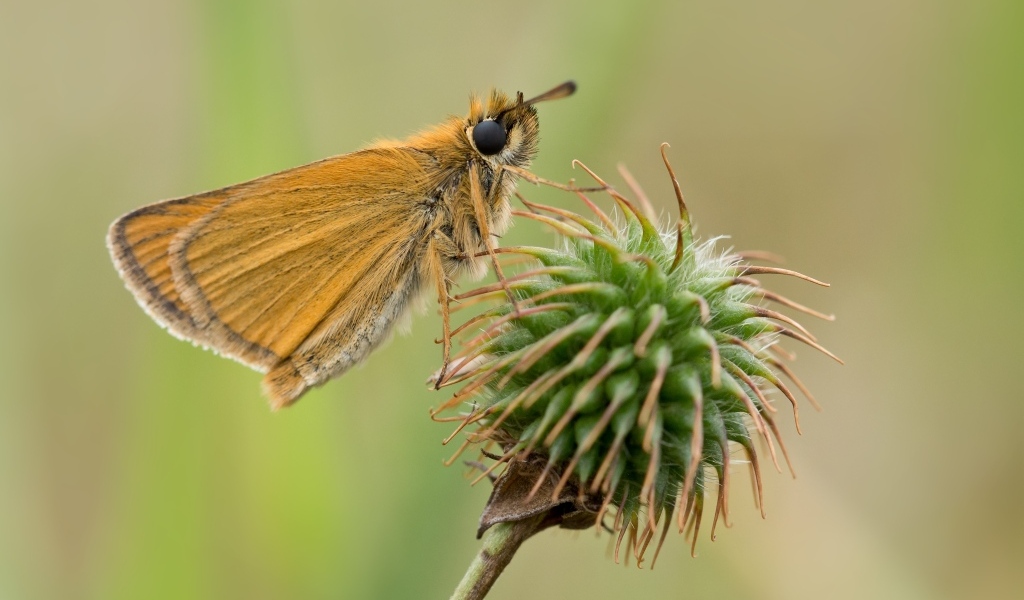 Бабочка сидит на колючем растении