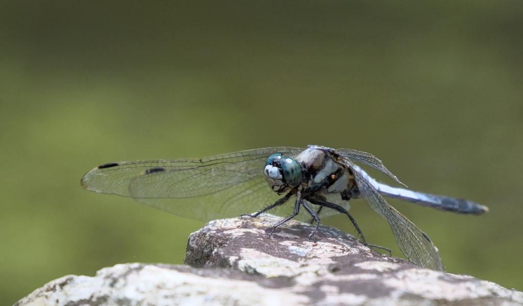 Стрекоза с голубыми крыльями сидит на камне