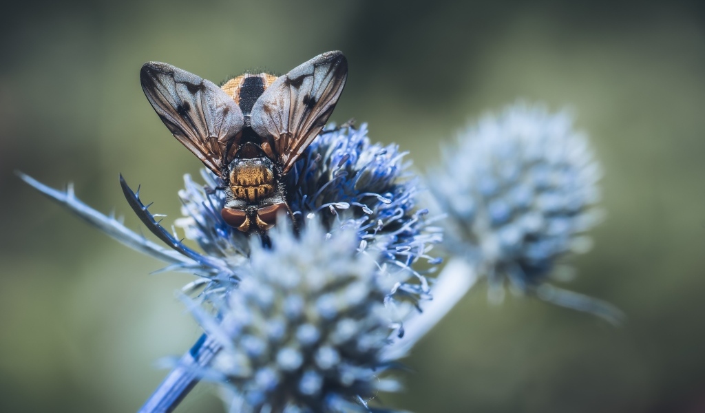 Муха сидит на синем цветке