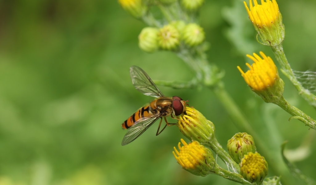 Муха сидит на желтом цветке
