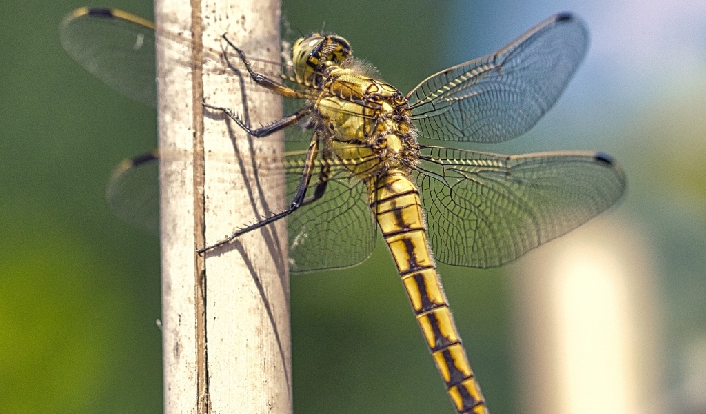 Большая красивая стрекоза сидит на сухой ветке