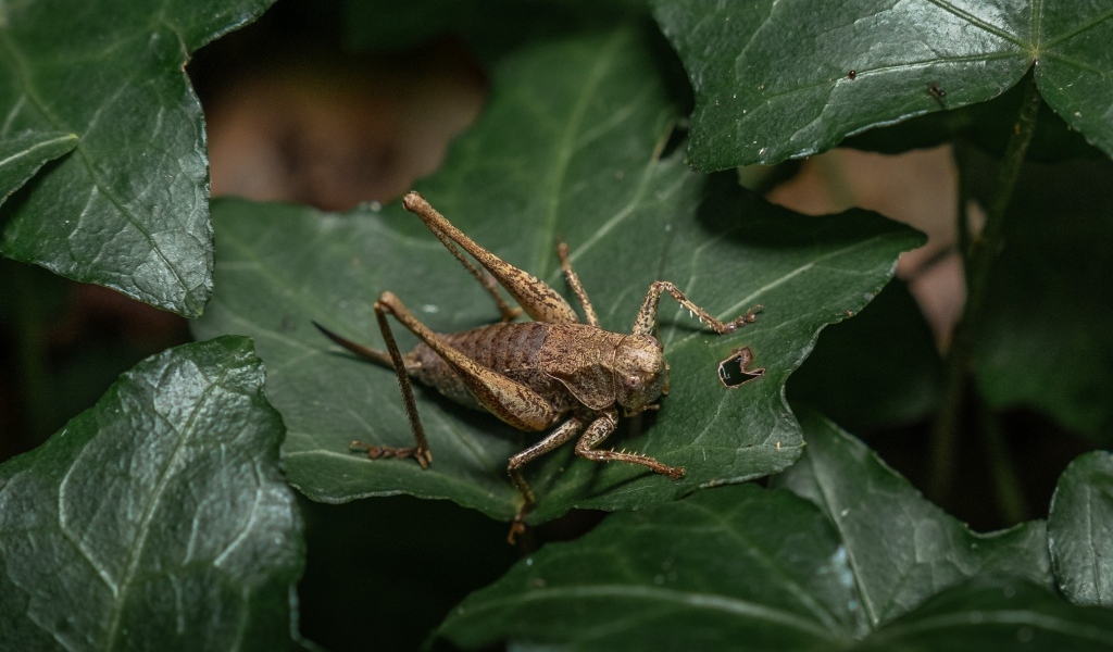Большой кузнечик сидит на зеленом листке