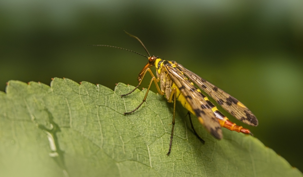 Большой комар сидит на зеленом листе