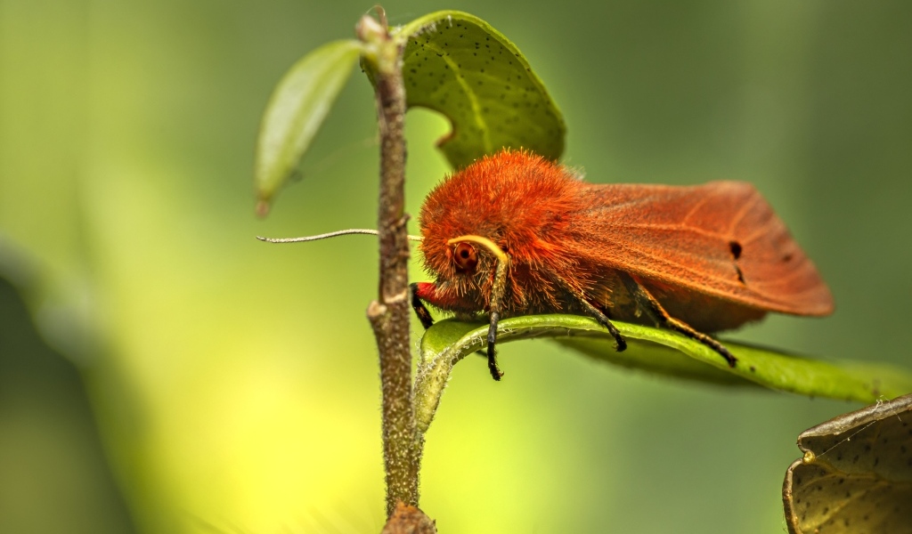 Большая красная моль сидит на зеленом листке