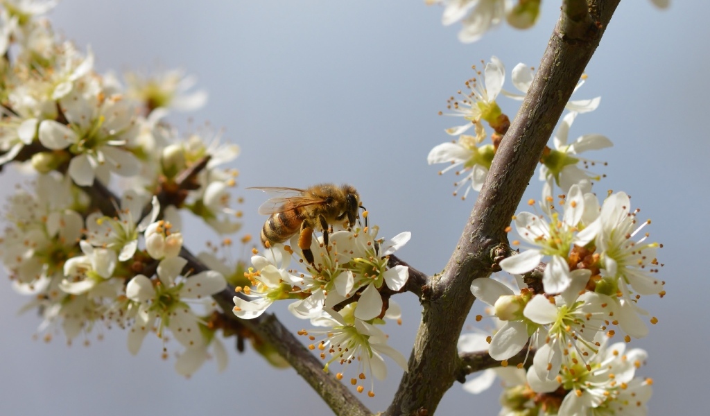 Маленькая пчела сидит на цветке вишни