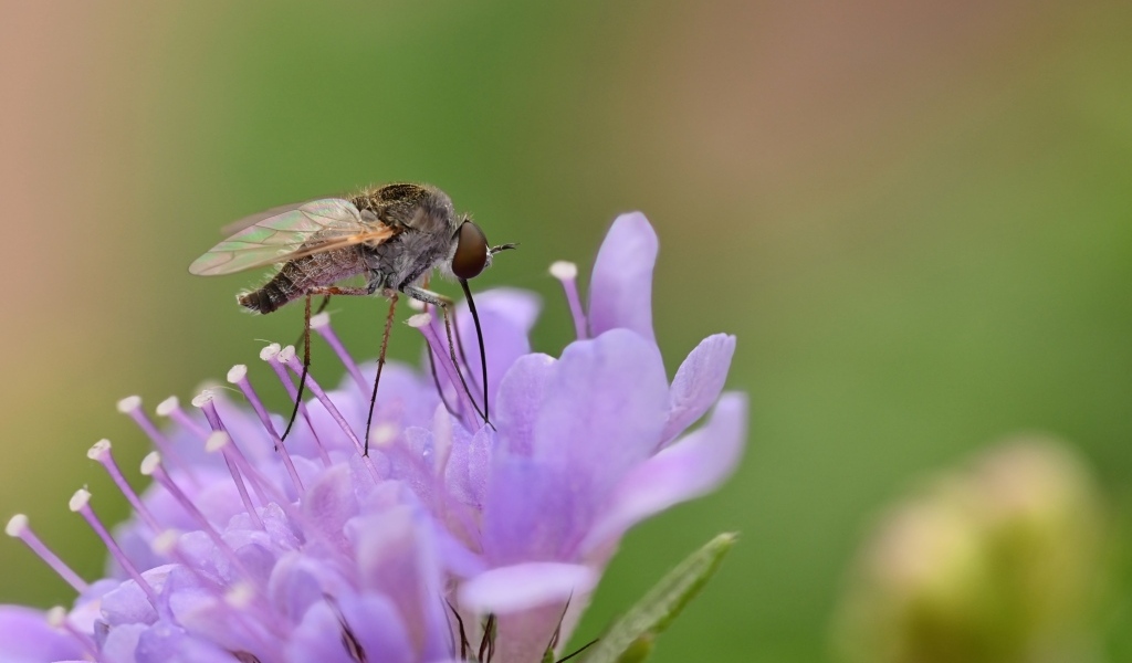 Комар сидит на фиолетовом цветке