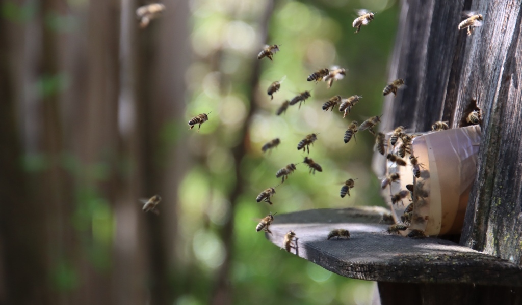Рой пчел летит к улью