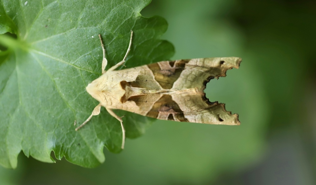 Бабочка агатовая сова на зеленом листе