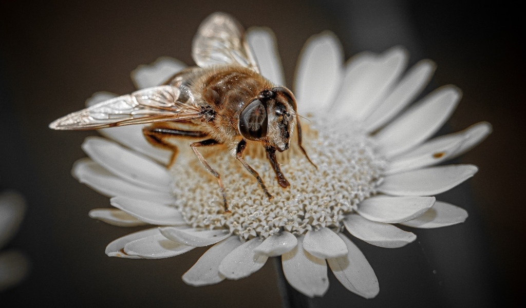 Насекомое сидит на белом цветке