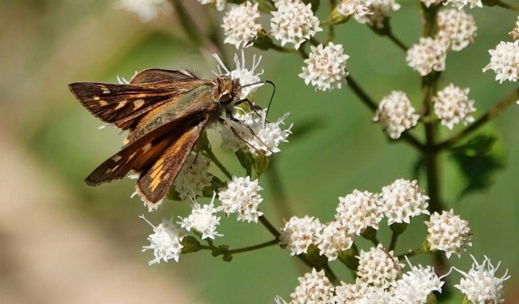 Насекомое сидит на белом цветке