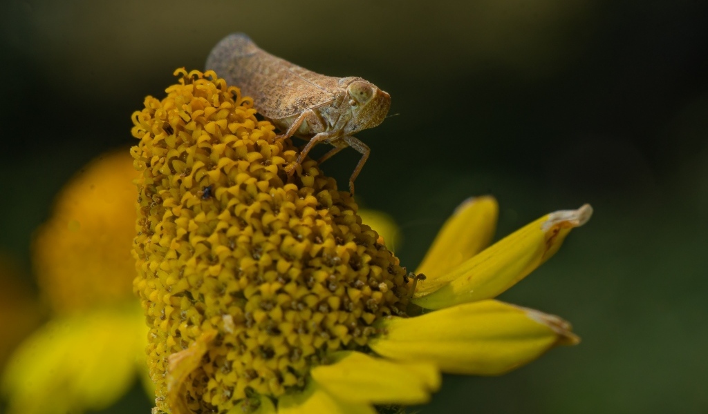Насекомое сидит на цветке циннии
