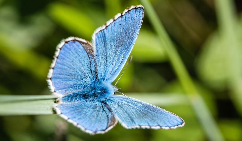 Красивая голубая бабочка сидит на зеленой траве