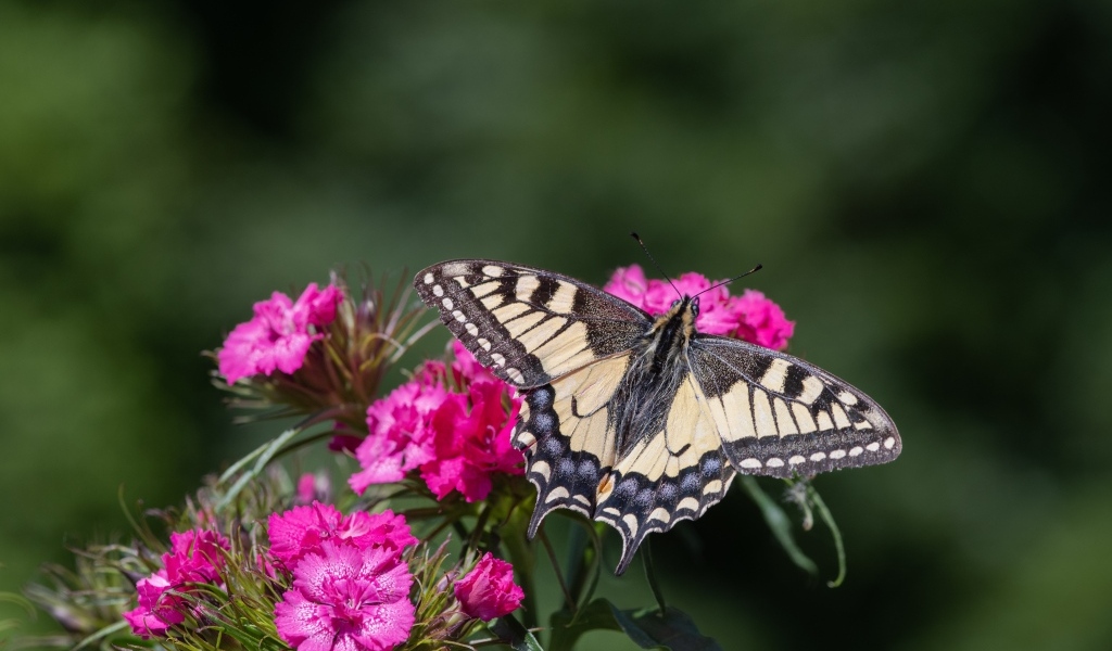 Красивая бабочка на цветке розовой гвоздики