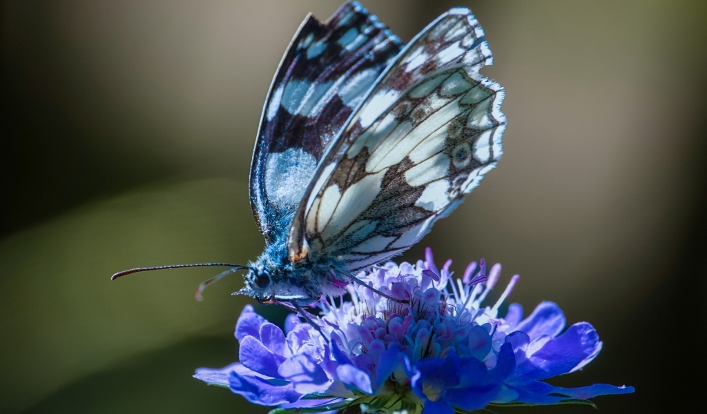 Красивая бабочка сидит на синем цветке