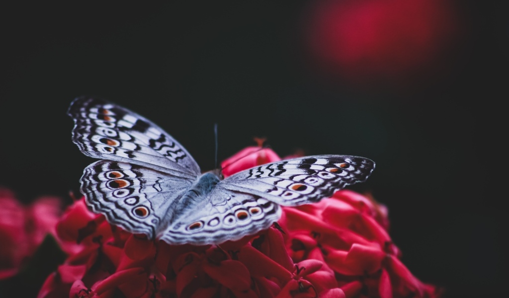 Красивая бабочка сидит на красном цветке