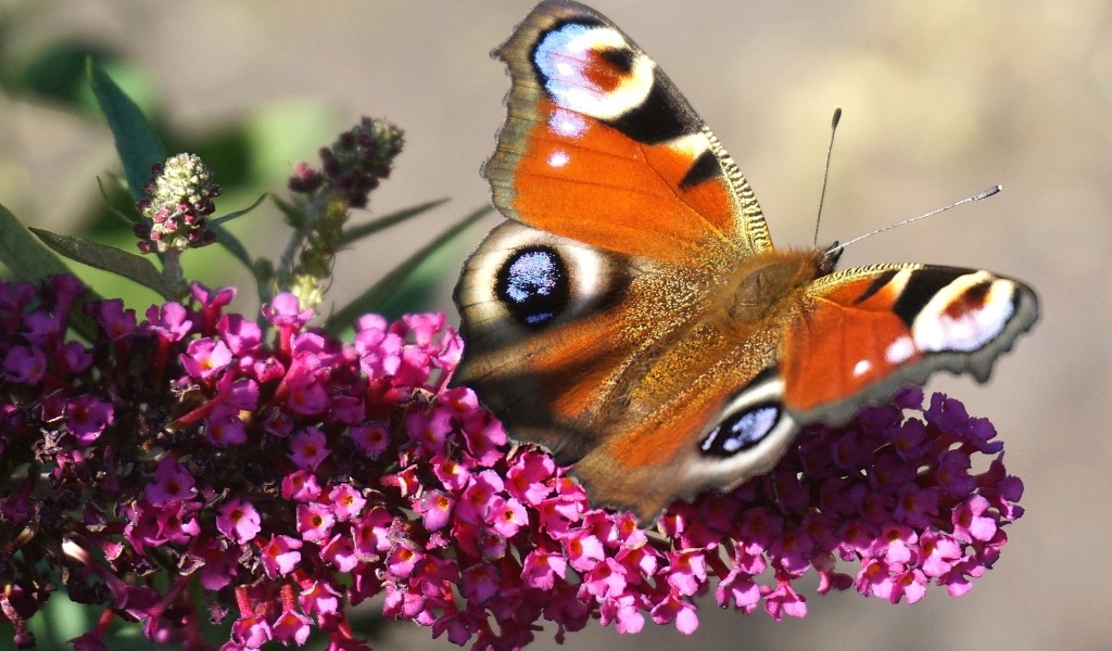 Красивая бабочка сидит на розовом цветке