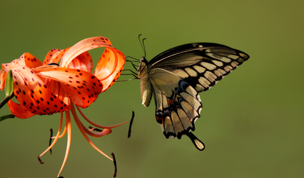 Красивая бабочка сидит на оранжевом цветке