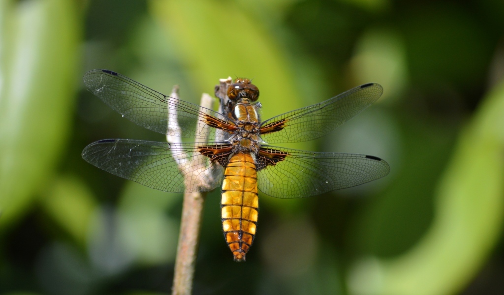 Красивая стрекоза с прозрачными крыльями на ветке