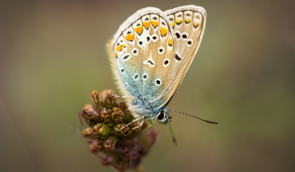 Красивая маленькая бабочка сидит на цветке