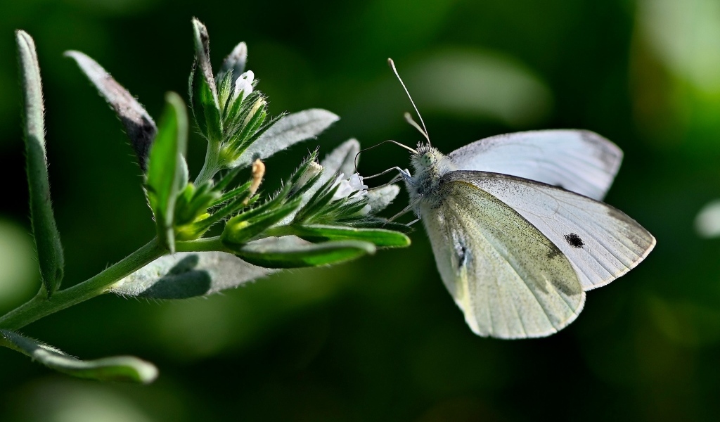 Красивая белая бабочка сидит на цветке