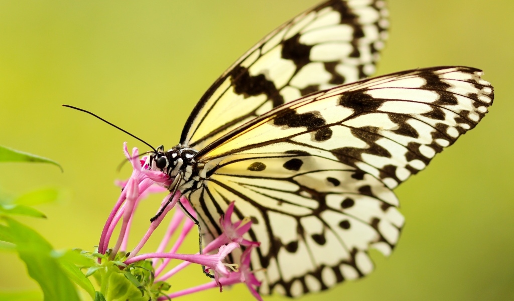 Красивая желтая бабочка на розовом цветке