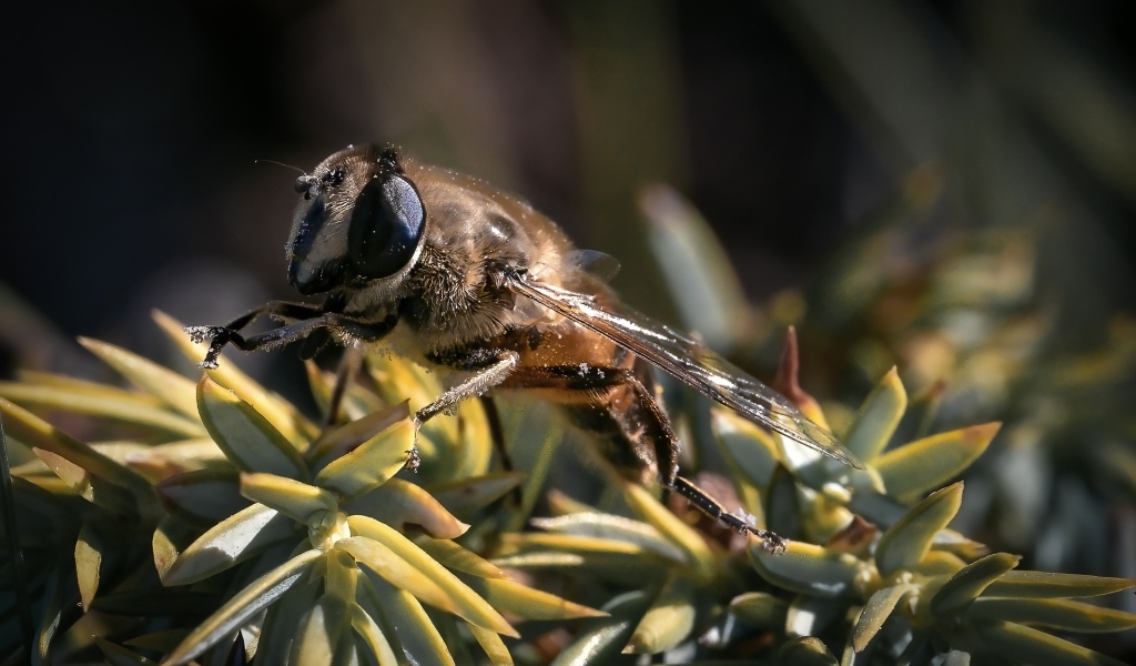 Пчела сидит на зеленом растении