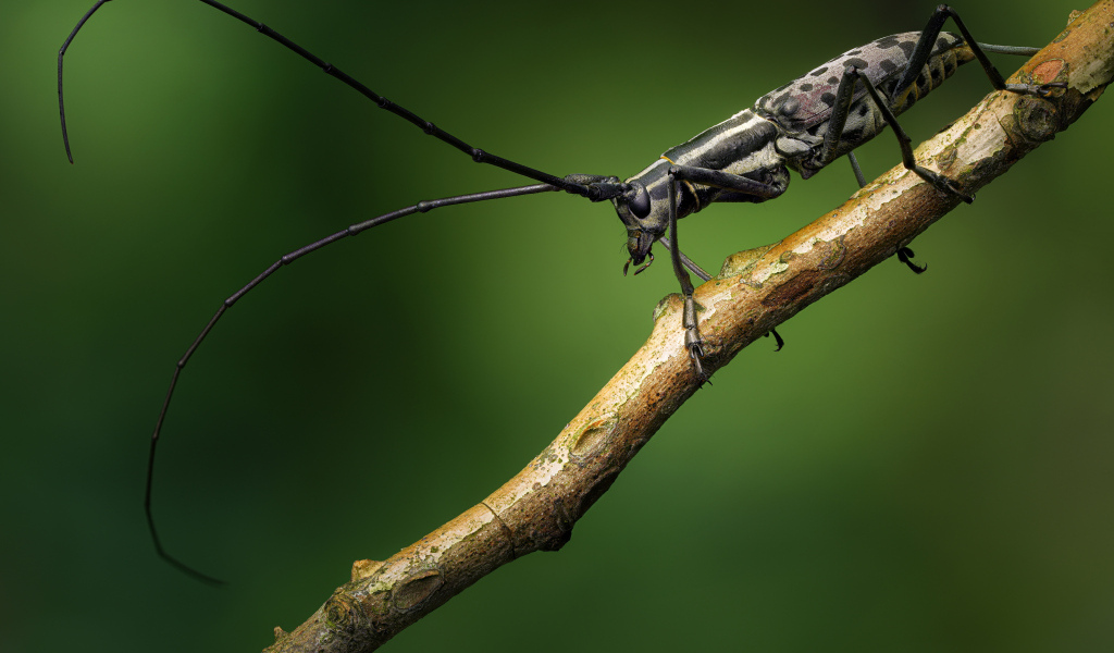 Жук с длинными черными усами на ветке дерева