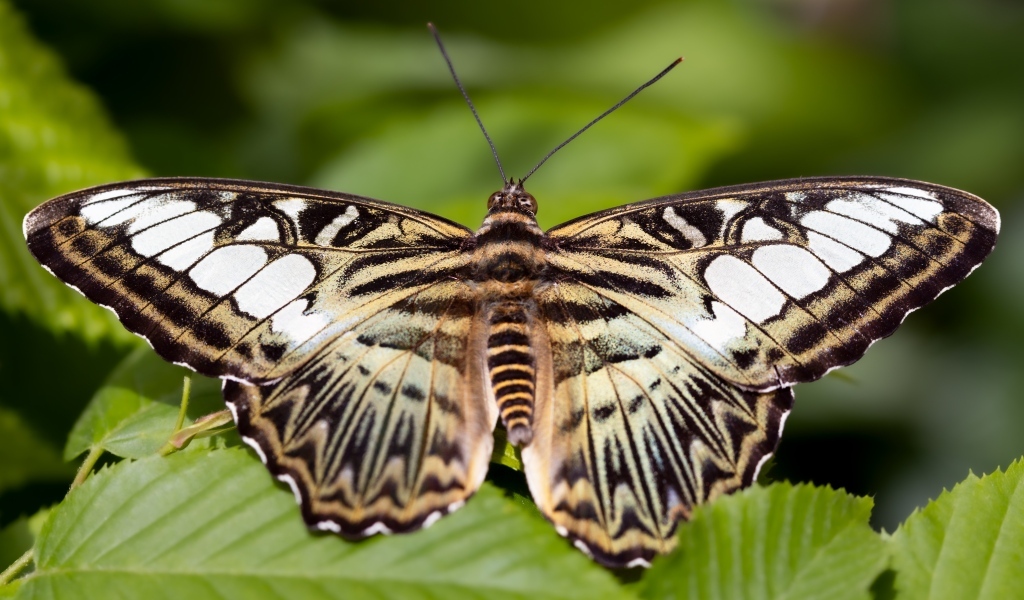 Большая красивая черно-белая  бабочка 