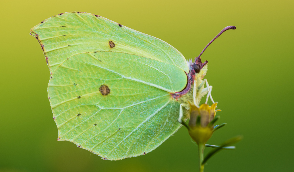 Большая красивая зеленая бабочка на траве
