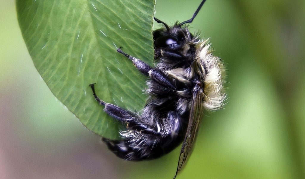 Большая пчела сидит на зеленом листке 