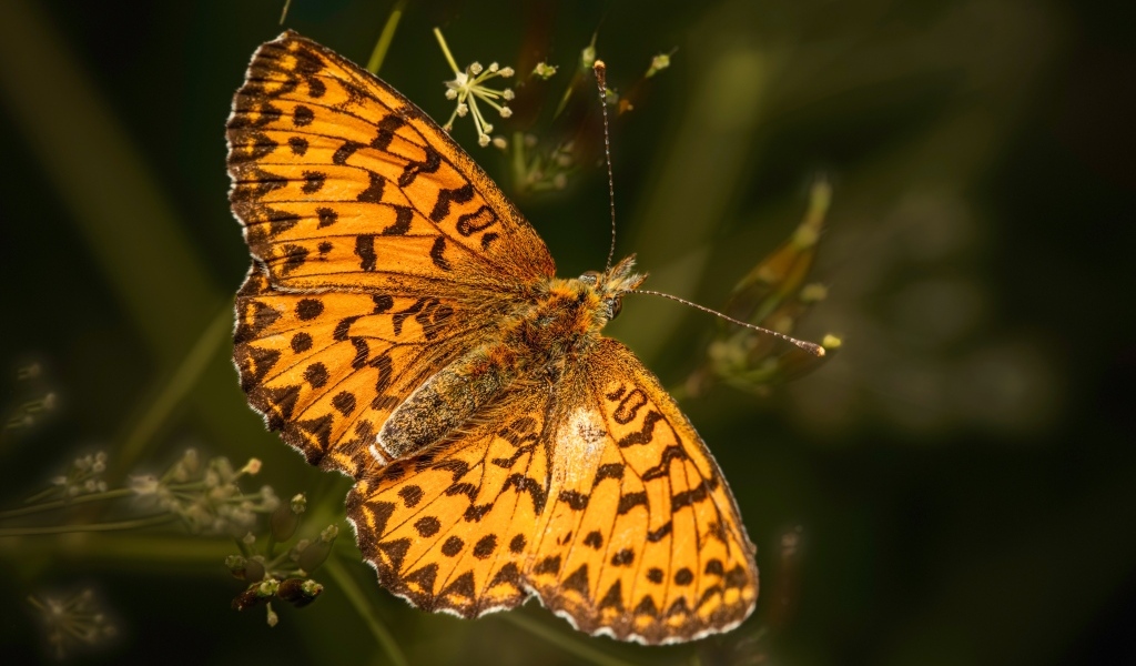 Большая коричневая бабочка сидит на траве