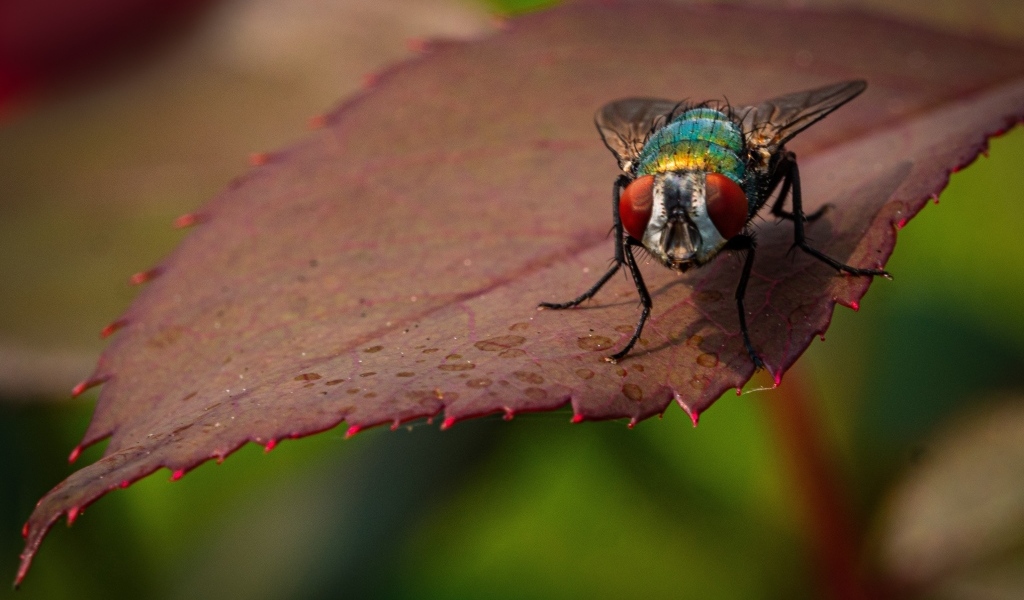 Большая муха сидит на листке