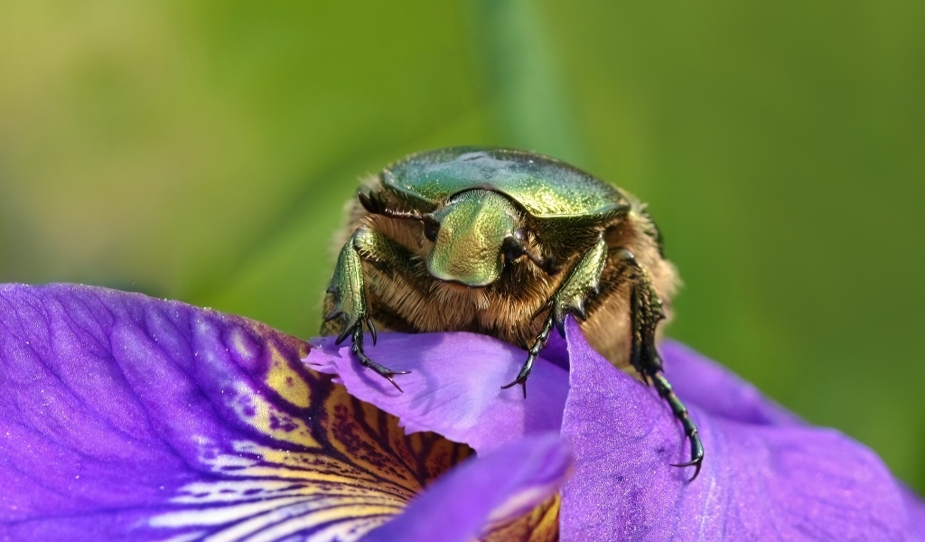 Большой зеленый жук на цветке