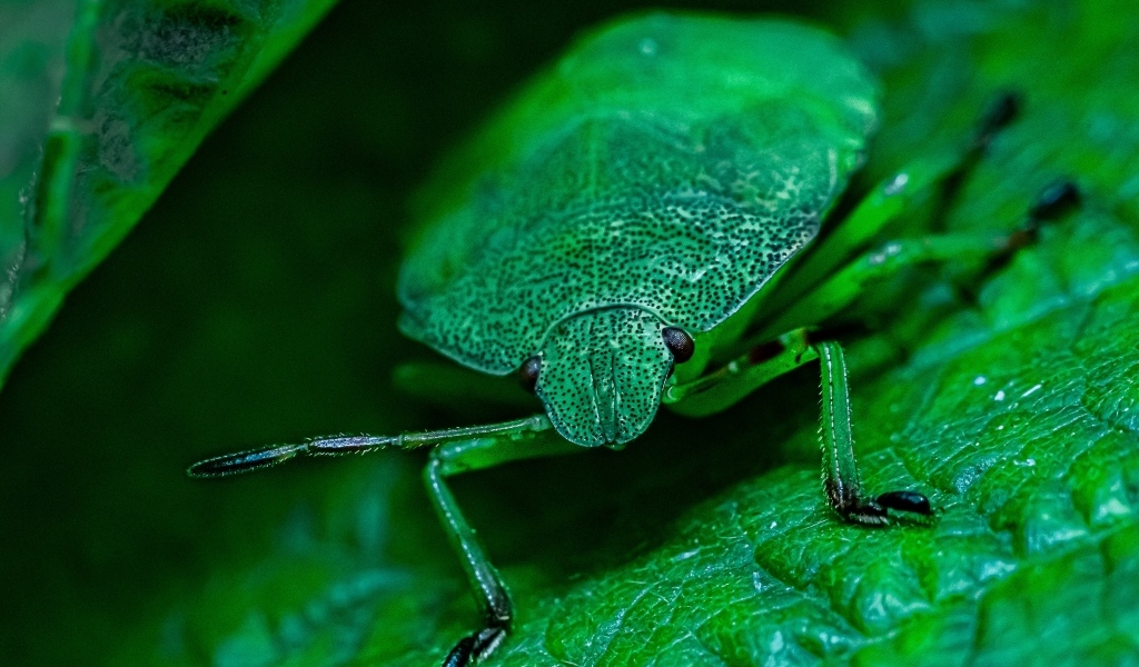 Большой зеленый жук на листе