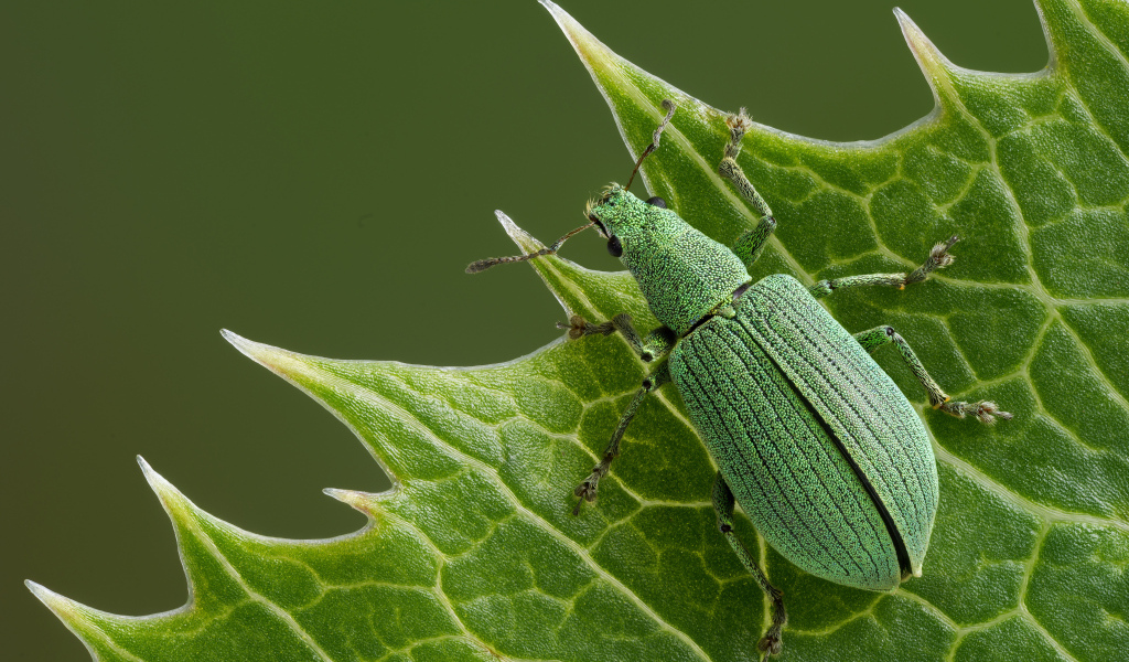Большой зеленый жук сидит на листе